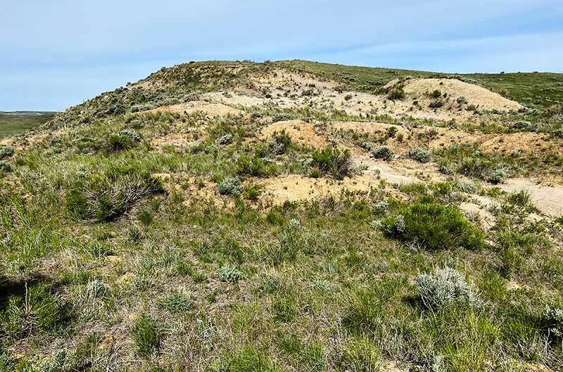 A meadow and hillside with grass, weeds, sand, and hard clay. A blue sky in the background.