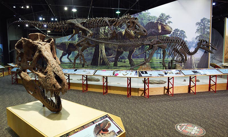 Dinosaur skeletons inside a museum including a large T. rex skull.