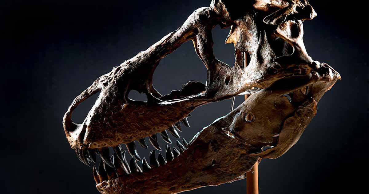 One of the Most Complete T. Rex Skulls Ever Found May Fetch $20