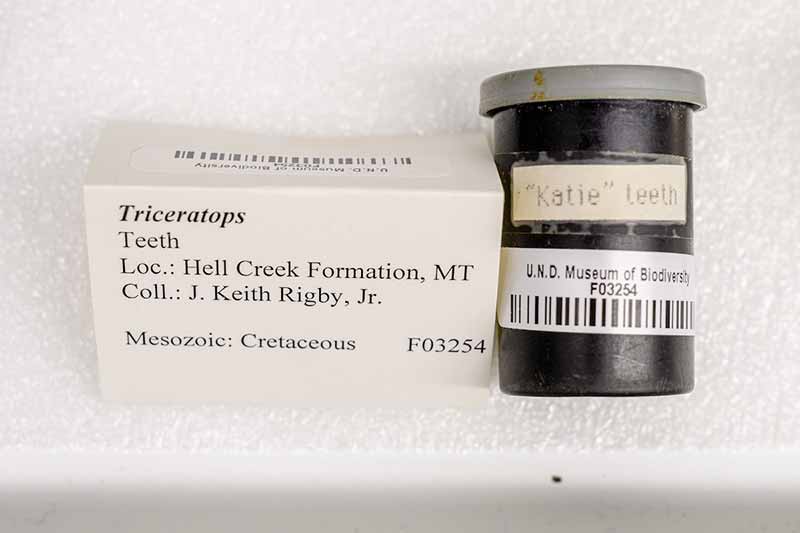 A small container with a label taped onto it that says 'Katie, Teeth'. A small note next to it says 'Triceratops Teeth, Loc: Hell Creek Formation, MT, Coll: J. Keith Rigby Jr.