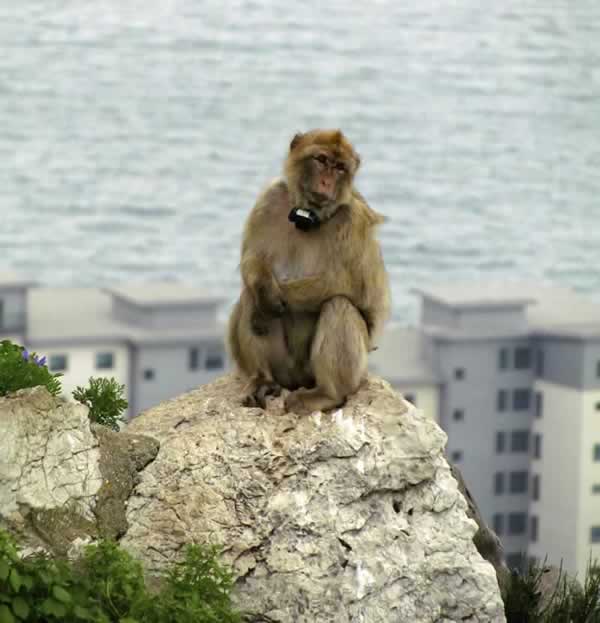 A monkey wearing a tracking collar