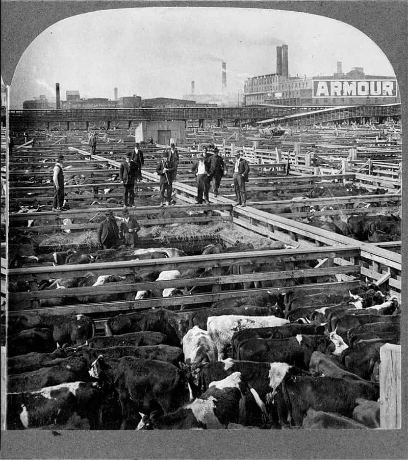 A black and white photo of cattle and workers a union stock yard.