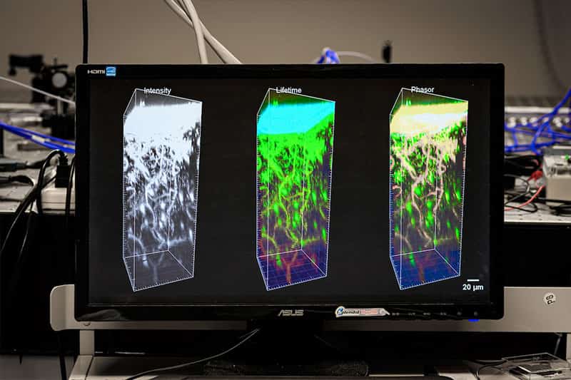 A computer monitor displays 3D images of a mouse brain.