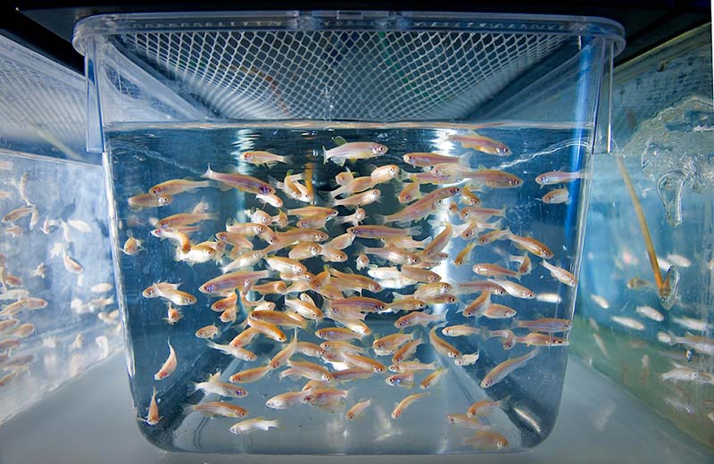 A close up shot of a zebra fish in a tank.