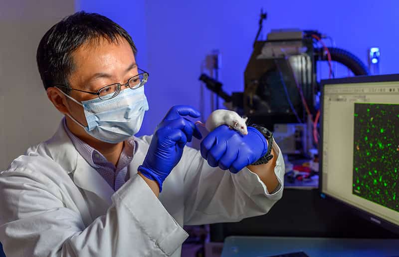 A man wearing a face mask and gloves inspects a white mouse.