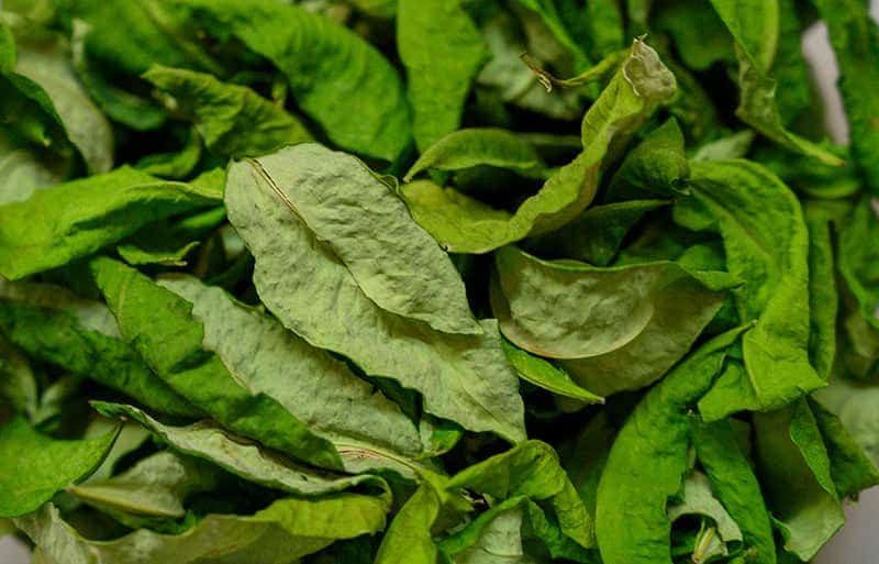 A pile of dried coca leaves.