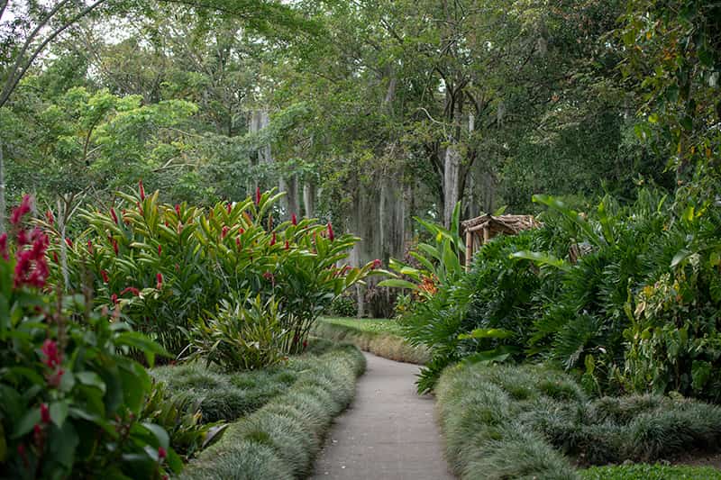 Tall trees, sugar cane, and bright flowers surround an empty path through the sugar cane museum.