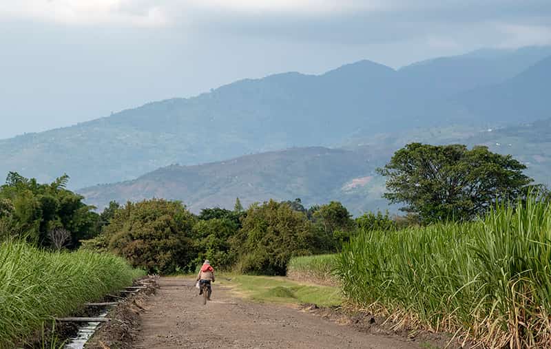 A man on a bike rides down a dirt path surrounded by sugar cane, moutains are faded in the background.