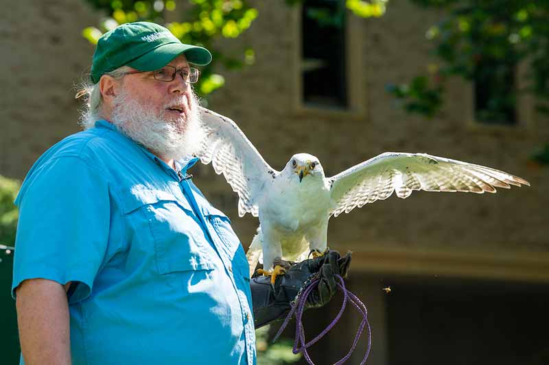 A man wearing a protective glove, holds a falcon. The falcon spreads its wings out.