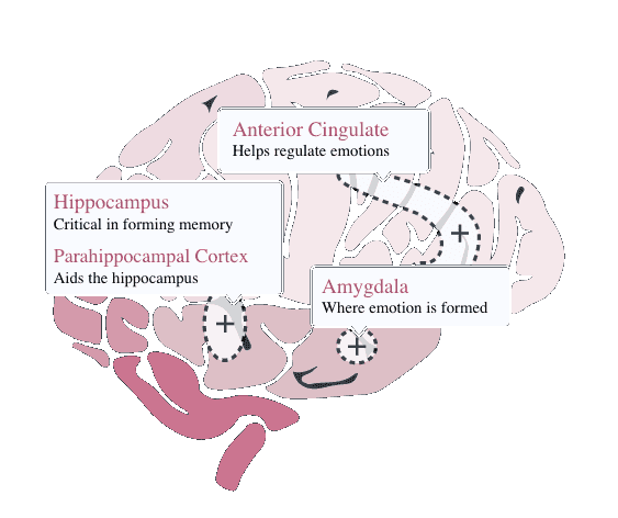Diagram of Brain