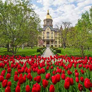 May 5, 2016; Tulips in full bloom in front of the Main Building. (Photo by Barbara Johnston/University of Notre Dame)