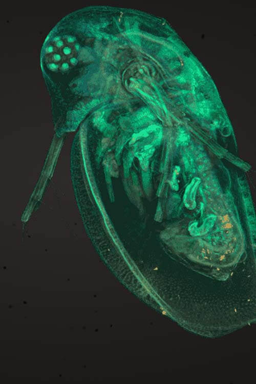 Daphnia water flea