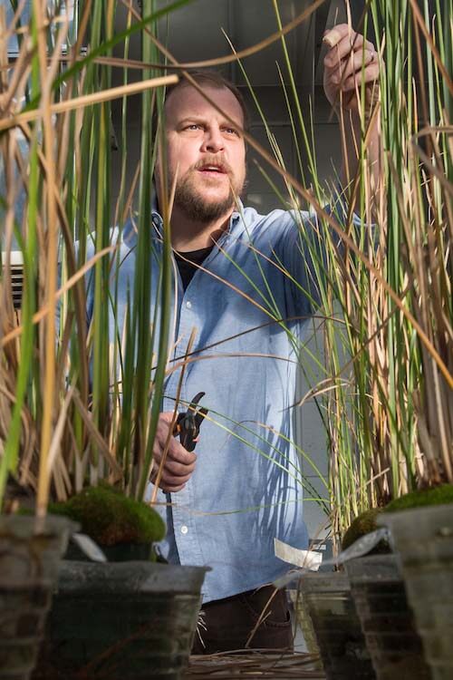 Jason McLachlan in his greenhouse lab