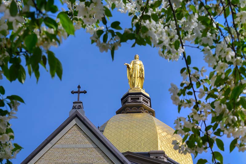 The Golden Mary and cross on the top of the Golden Dome on Main Building on a blue sky day. White spring flowering tree is blurry in the foreground.