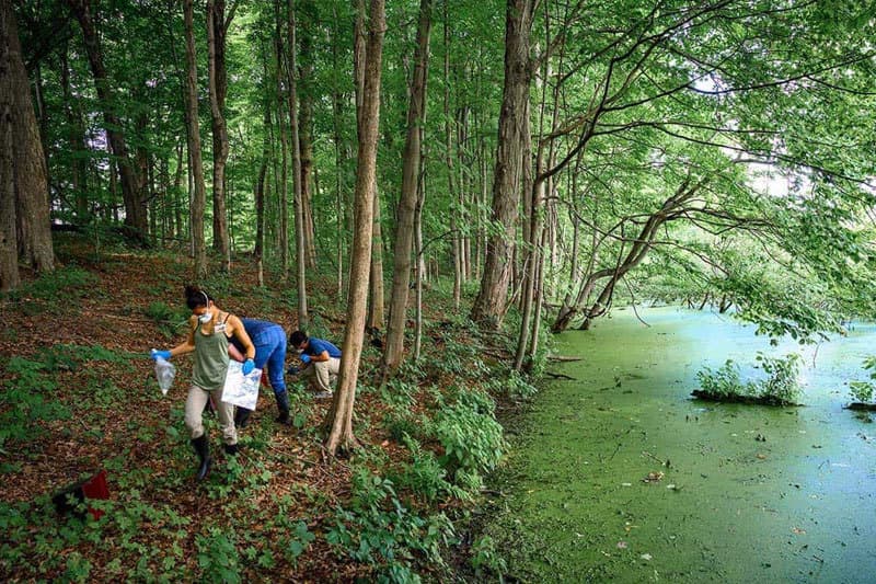Three researches are searching through the woods next to a algae covered body of water.
