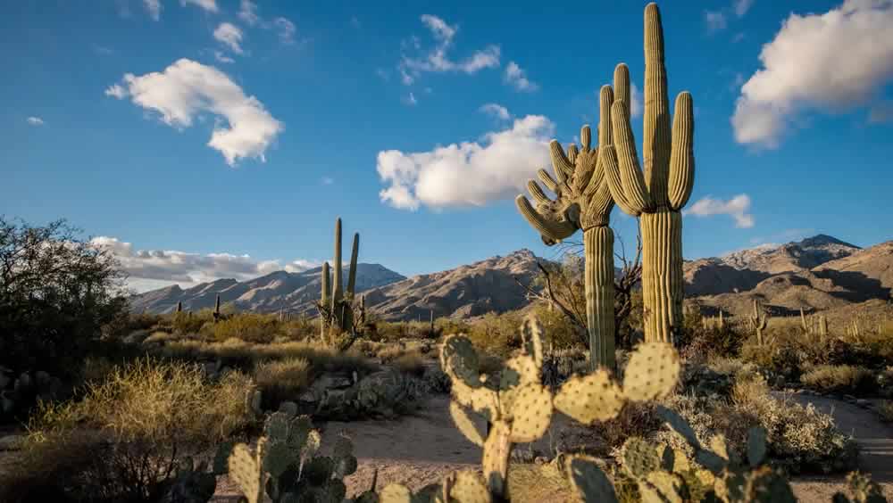 Desert landscape