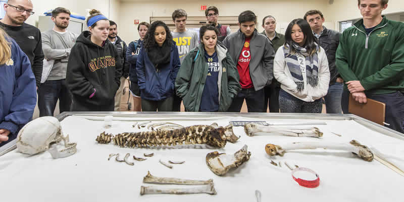 Team looking at bones on table