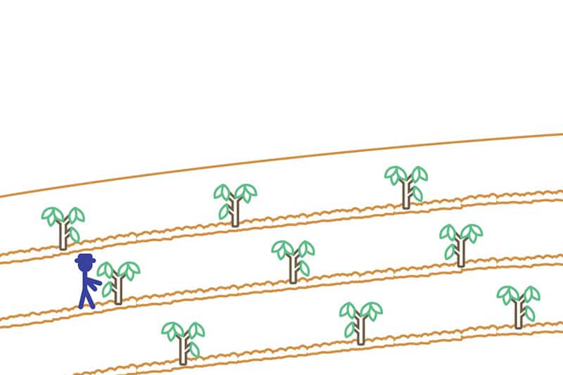 A male farmer tends to young cocoa trees, planted equidistant in the marked rows.