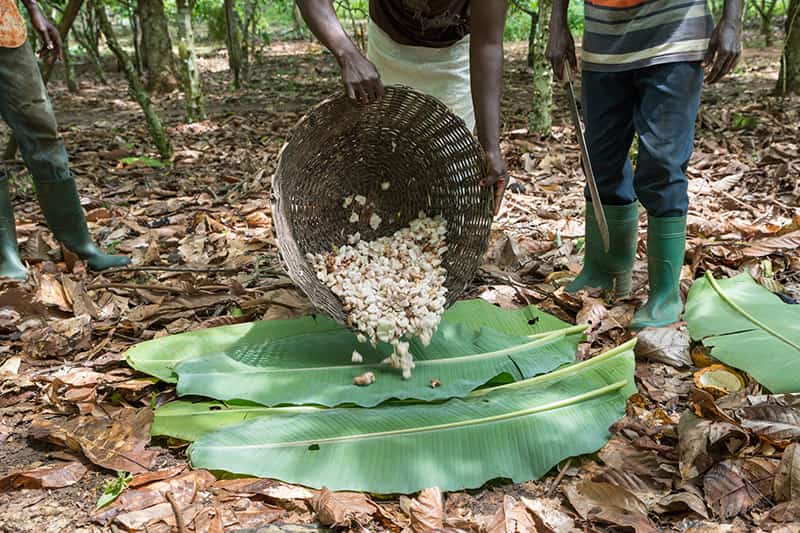 A man cuts down cocoa pods off a tree with a machete.