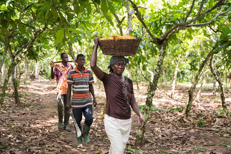 A woman holds a basket onto her head full of cocoa pods.