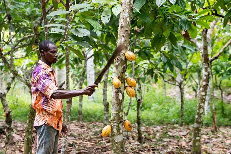 A man cuts down cocoa pods off a tree with a machete.