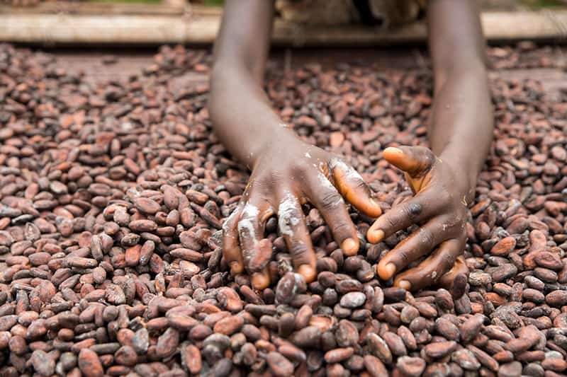 Hands touch cocoa beans that are spead out on bamboo mats to dry in the sun.