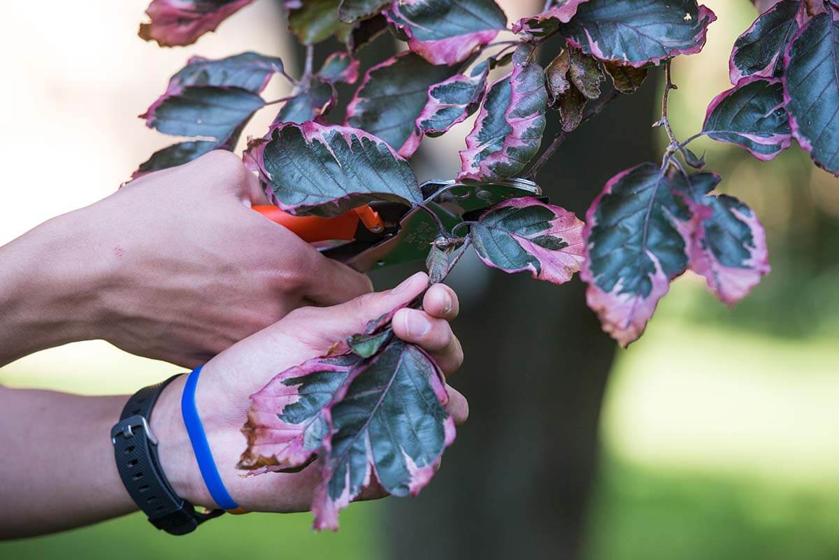 A close up of collecting tree sample