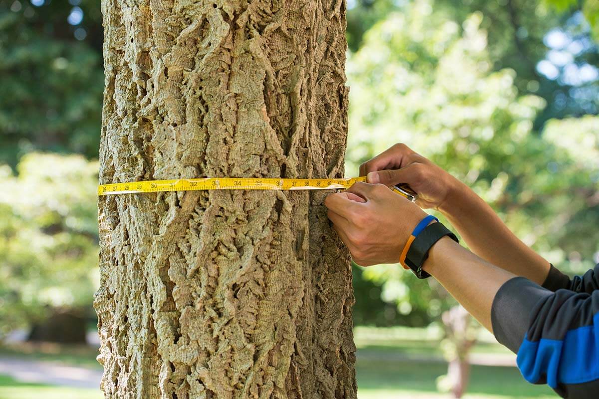 Measuring the trunk of a tree