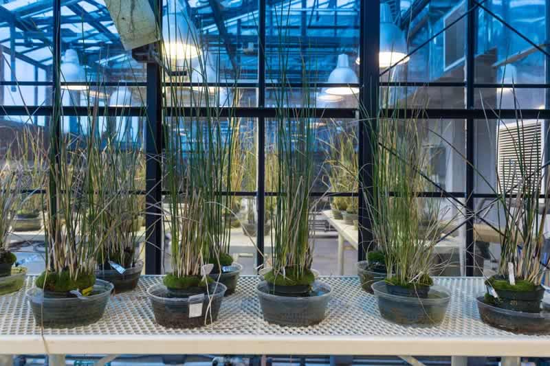 Professor Jason McLachlan's collection of modern and 100-year-old bulrush plants grow in the greenhouse of Galvin Life Science Center.