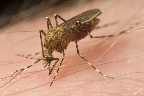 A brown mosquito sits on skin.