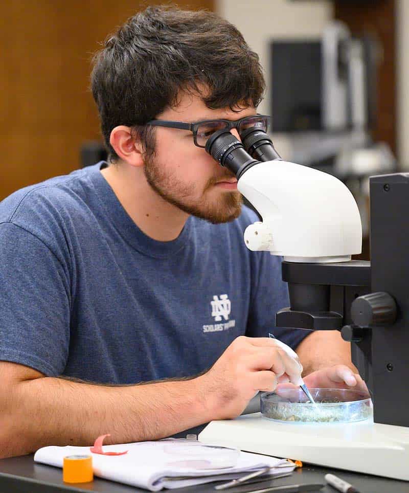 A student looks through a microscope at a tray with many mosquitoes, sorting through them with tweezers.