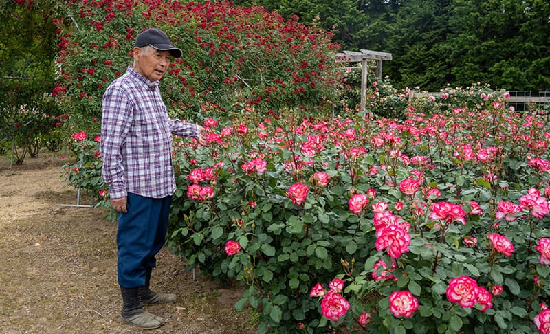 Yoshitomo Yokota delicately touches a pink and white rose from a rose bush at his farm.