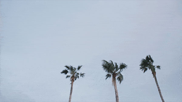 Palm trees