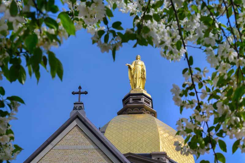 The Golden Mary and cross on the top of the Golden Dome on Main Building on a blue sky day. White spring flowering tree is blurry in the foreground.