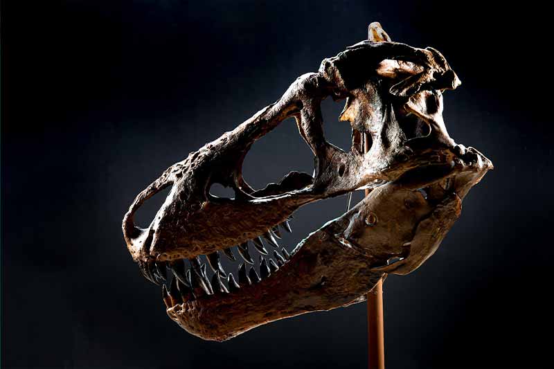 A Tyrannosaurus Rex skull on a black backdrop with moody lighting.