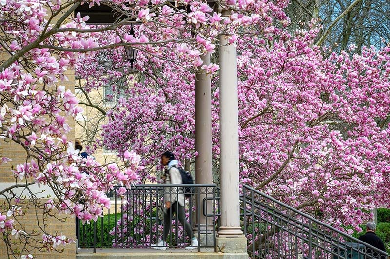 A pink flowering tree outside a building on campus, with a student walking in the door.