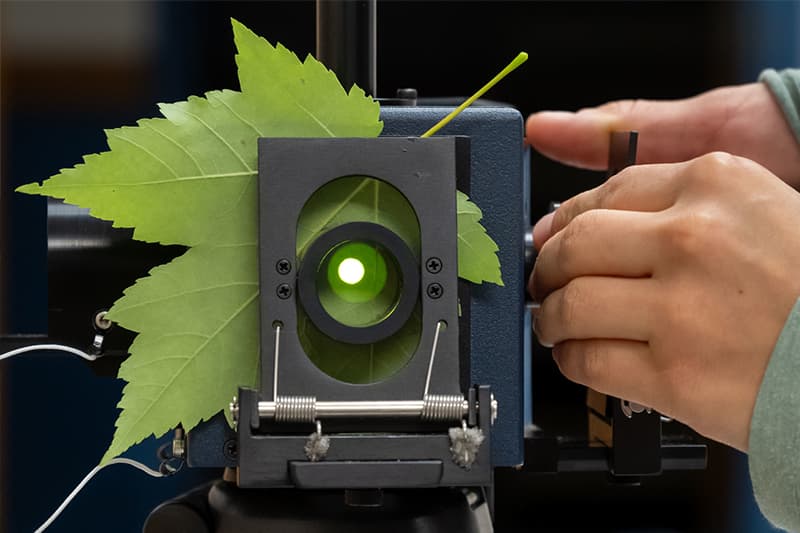 A student measuring the reflectance of a leaf using a field spectrometer.