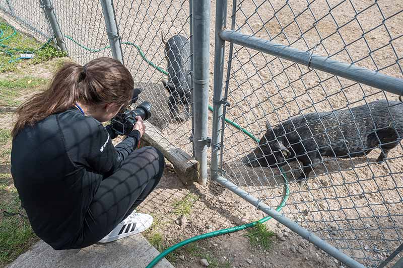 Student journalist Kelli Smith records video of the pigs at Houston SPCA. 