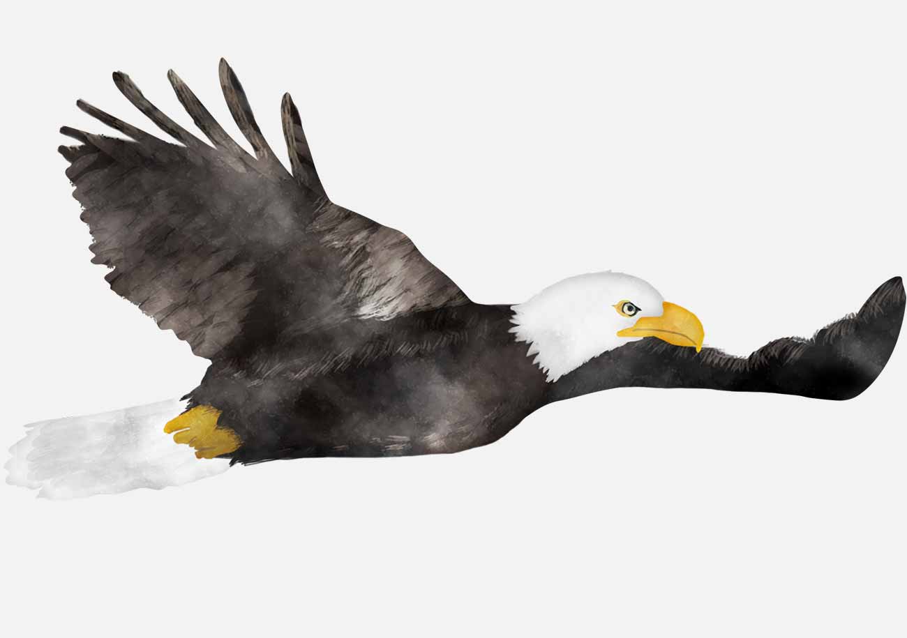 Eaglet's first flight.