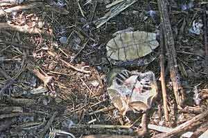 A turtle shell remains in the nest after a feeding.