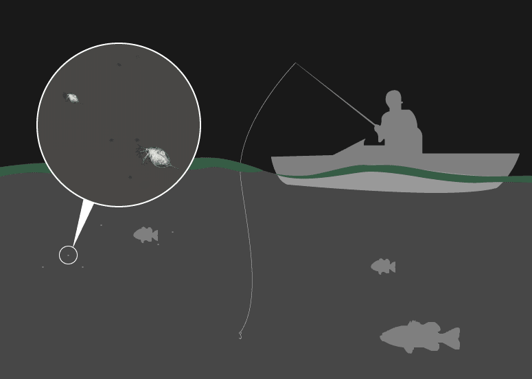 Foodchain illustration 2, a fisherman on a boat with a significantly less water fleas and fish in the water.
