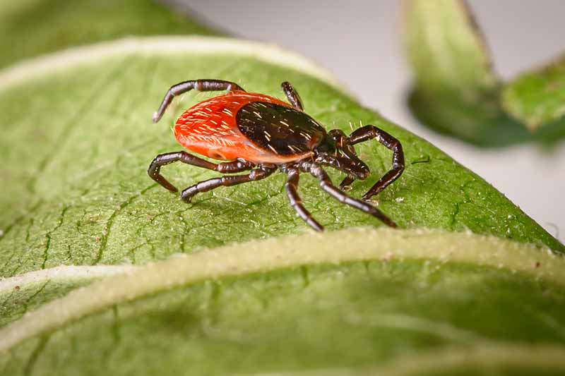 A close up of a tick on a leaf.