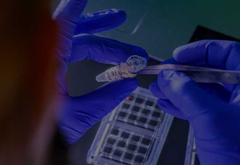 A close up of someone putting a lab sample inside of a test tube with tweezers.