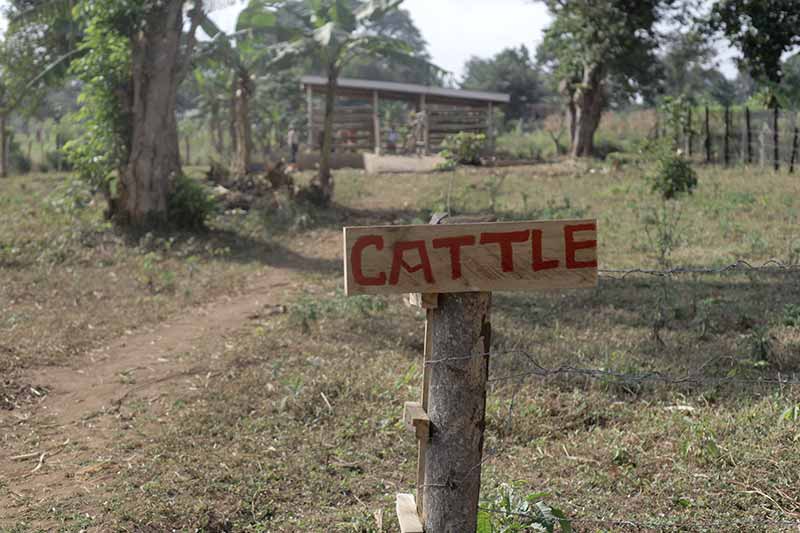 An open field with a dirt path, trees, and a small hut in the background. A wooden sign in the foreground says 'cattle'.