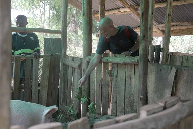 A man leans over a wooden fence and feeds a pig.