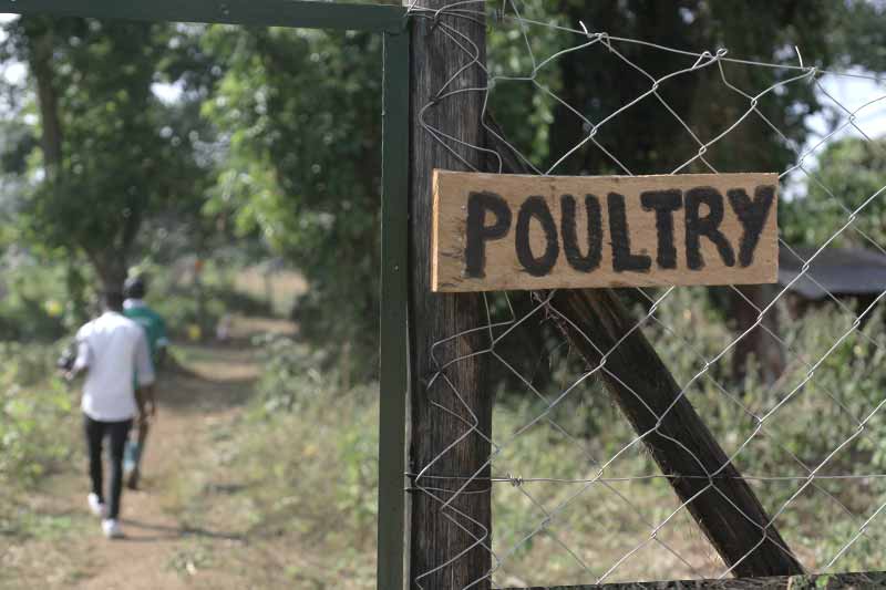 A wooden sign attached to a fence reads 'Poultry'. Out of focus in the background are two people walking down a dirt path.