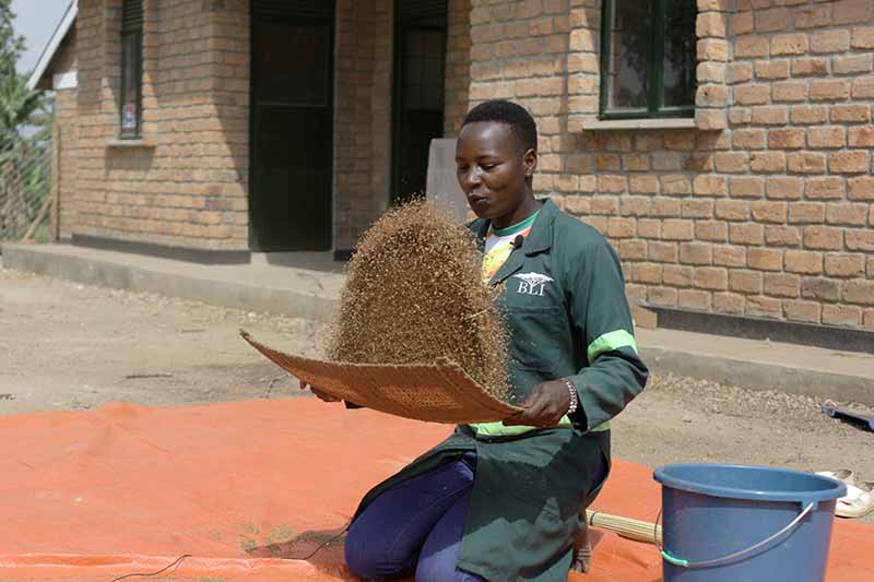 A Black woman sits on the ground on her knees throwing small piles of seeds in the air using a fine-meshed screen.