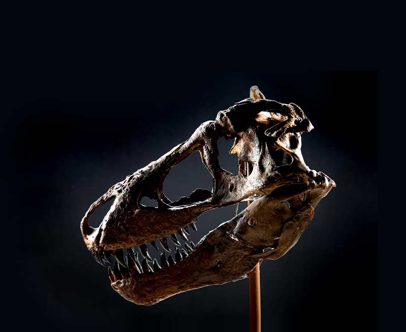 A Tyrannosaurus Rex skull on a black backdrop with moody lighting.