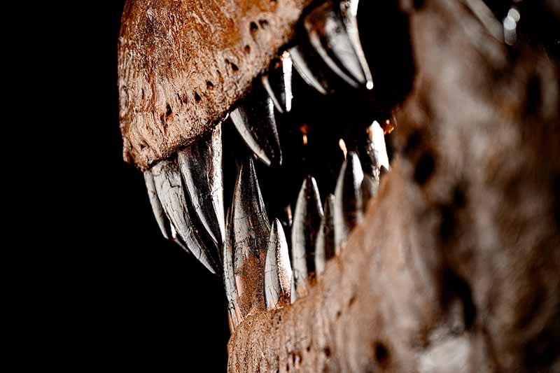 A detailed shot of teeth inside of a Tyrannosaurus Rex skull.