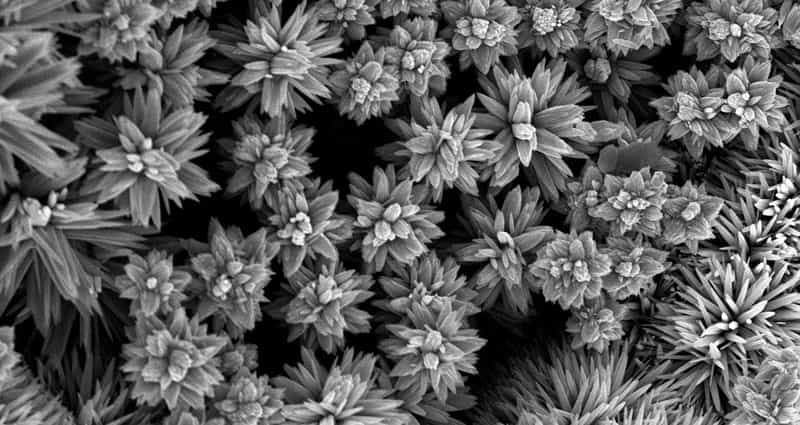 An image from advanced electron microscopy.